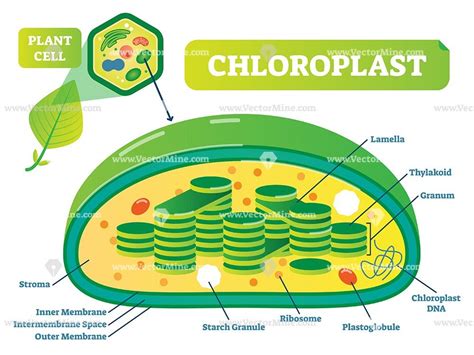 Chloroplast In Plant Cell