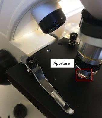 16 Parts of a Compound Microscope: Diagrams and Video – Microscope Clarity