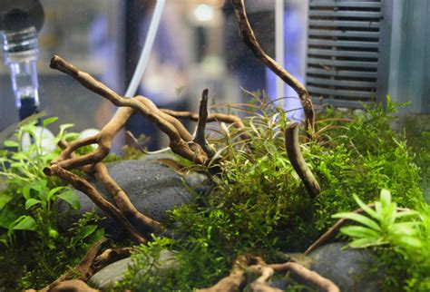 Aquarium Plant Deficiencies: Symptoms and Cure