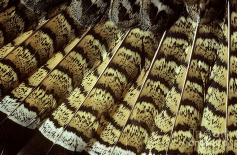 Ruffed Grouse Tail Feathers Photograph by William H. Mullins - Fine Art ...