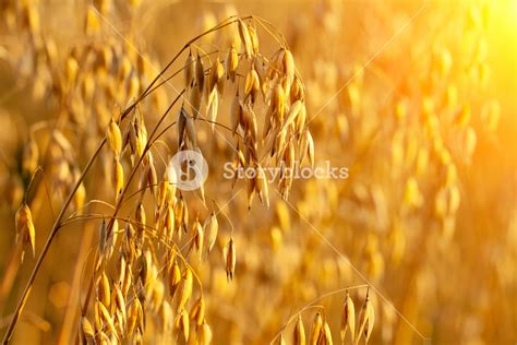 Oat field at sunset Royalty-Free Stock Image - Storyblocks