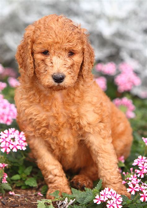 The Standard Poodle - The Happy Puppy Site