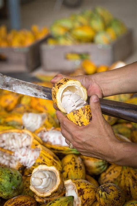 Cacao Pod Cut Open To Show Cacao Beans Inside in Thailand Stock Photo ...