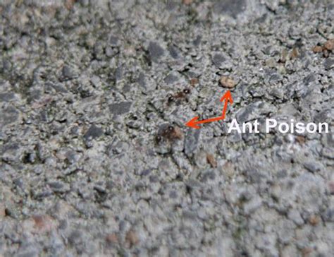 Ant Poison that REALLY gets rid of ants | Make a good house a GREAT home