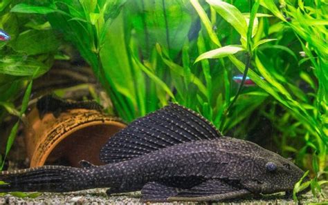 10 Common Species of Plecostomus: Pleco Types & Care Guide