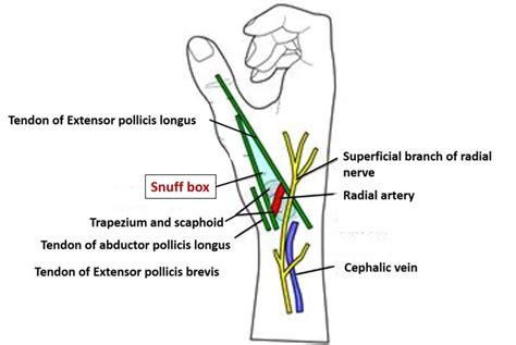 Anatomical Snuff Box – Anatomy QA