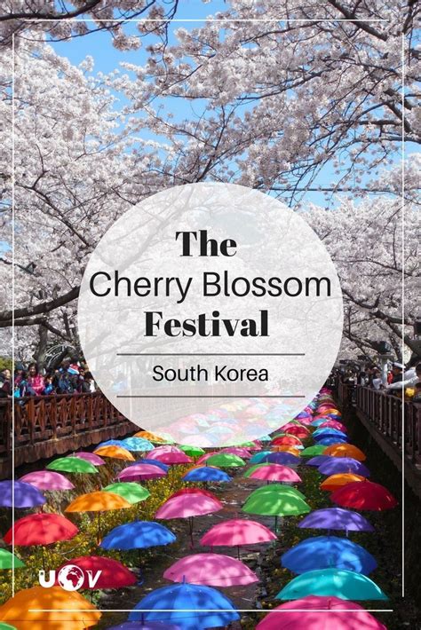 South Korea's Cherry Blossom festival is one of the best ways to spend ...