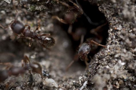 Ants on a Triangle - The New York Times