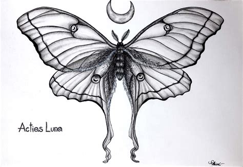 luna moth tattoo design - Made A Great Forum Ajax