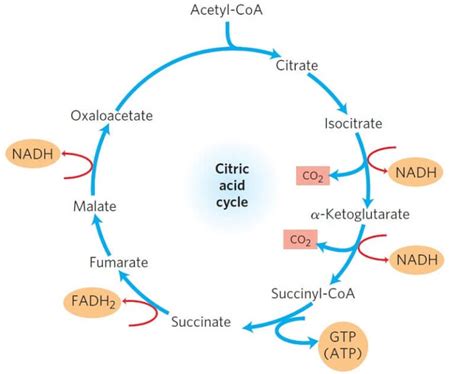 Krebs Cycle: Location, Enzymes, Steps, Products, Diagram