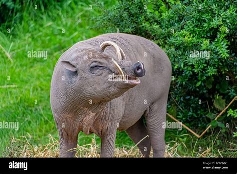 Babirusa - means pig deer after their unusual appearance! Stock Photo ...