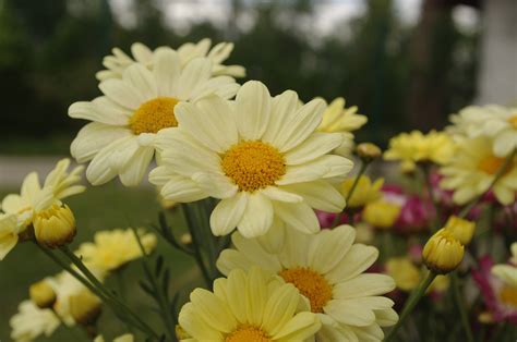 Pyrethrum Garden Flower - Free photo on Pixabay - Pixabay