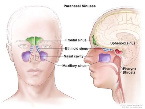 Maxillary Sinus Bone