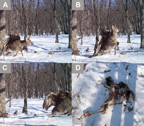 Golden Eagle Attacks A Sika Deer - Business Insider | Wildlife ...