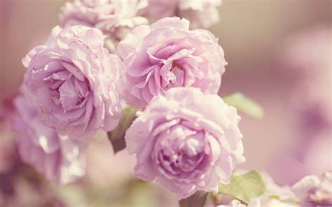 Pink Roses Vintage MacBook Air Wallpaper Download | AllMacWallpaper