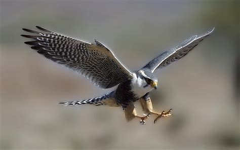 🔥 [50+] Peregrine Falcon Wallpapers | WallpaperSafari