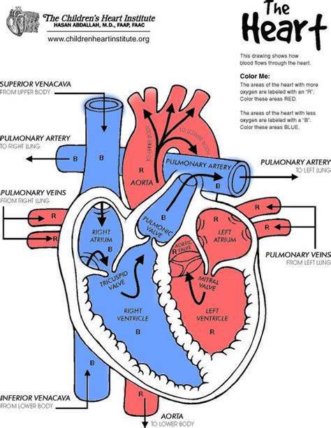 Heart diagram from The Children's Heart Institute (http://childrenheartinstitute.org) | Heart ...