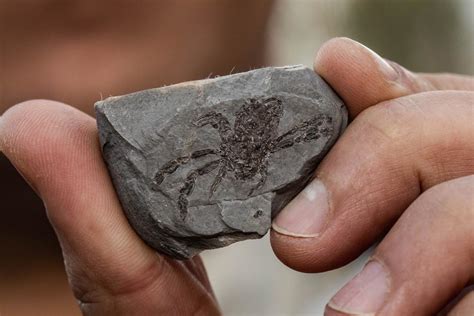 Scientists unearth "utterly bizarre" chimera crab fossil | Faculty of Science