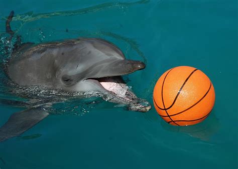 The Middle Flipper: Dolphin and Humans Share A Lot in Common: Refer to Owner's Manual