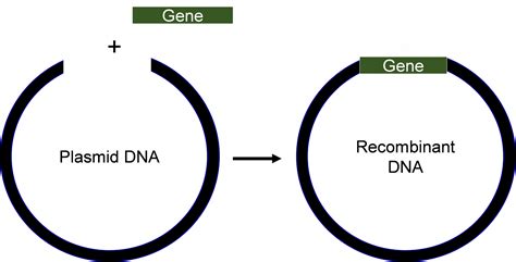 Recombinant DNA Technology – Genetics, Agriculture, and Biotechnology