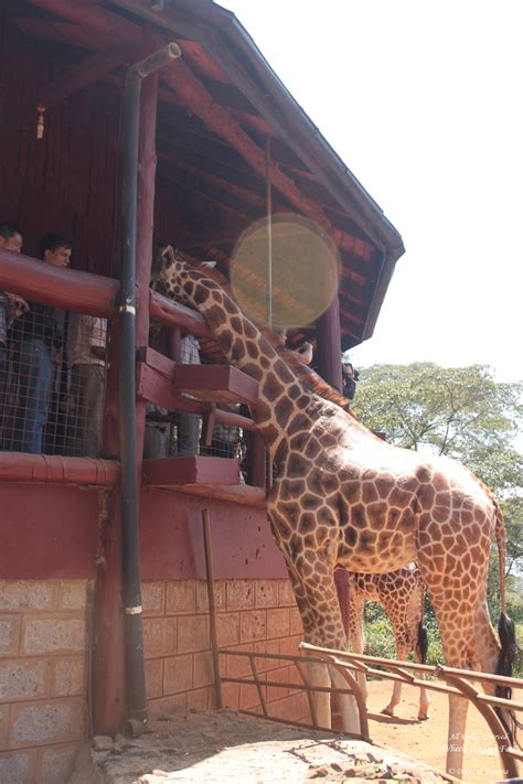 Tour of the Giraffe Centre in Nairobi, Kenya (11) - Wheels On Our Feet