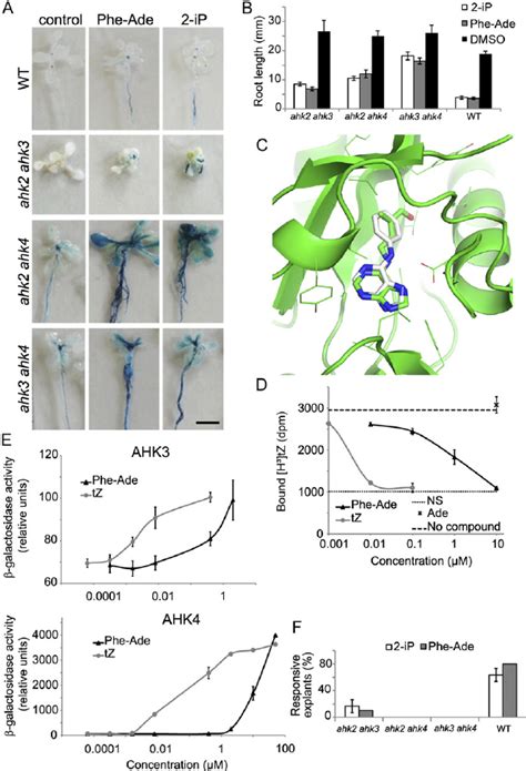 Interaction between Phe-Ade and the cytokinin receptors. A, ARR5 : GUS... | Download Scientific ...