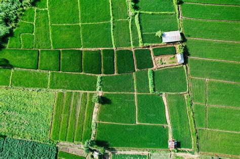 Rice field ,Aerial view of rice fields | Nature Stock Photos ~ Creative Market