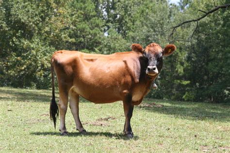 Miniature Cows - Tanglewood Farm Miniatures