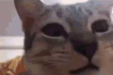 Cat Meme GIF - Cat Meme Montage - Discover & Share GIFs