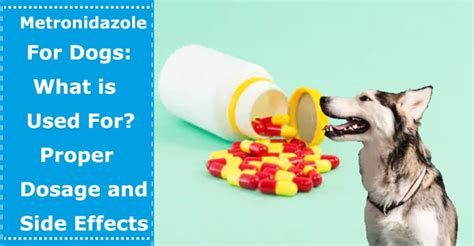 Metronidazole For Dogs: What is Used For? Proper Dosage and Side Effects - PetXU