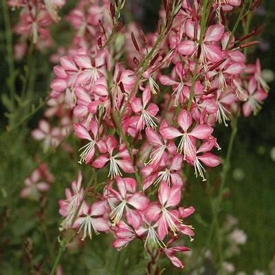 Gaura lindheimeri Rosy Jane ('Harrosy') (PP22290) from NVK Nurseries