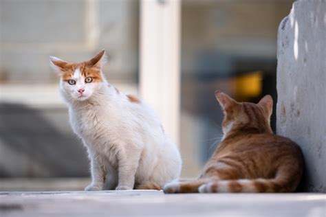 Why feral cats are such a threat to Australian wildlife