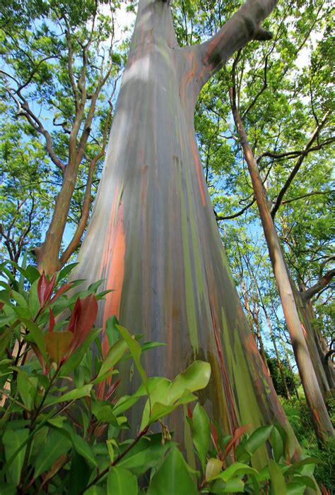 Rainbow Eucalyptus Tree on Maui [1933x2862] • /r/EarthPorn | Rainbow eucalyptus tree, Rainbow ...