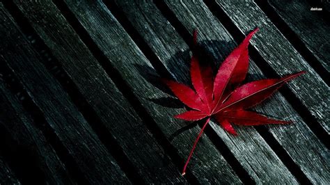 6 Red Leaf, red leaf fall HD wallpaper | Pxfuel