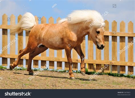 Palomino Shetland Pony Stock Photo 53670823 | Shutterstock