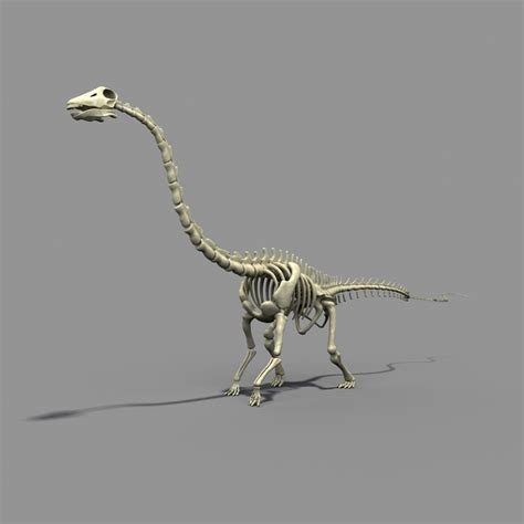 diplodocus skeleton 3d model