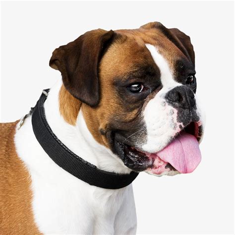 Boxer dog head isolated design | Free Photo - rawpixel