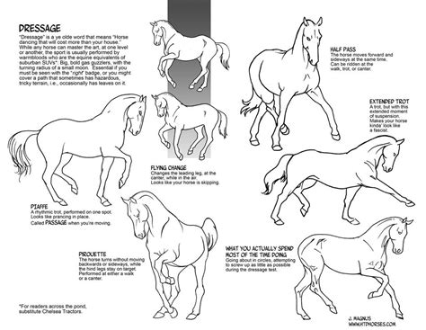 Dressage Movements by sketcherjak on DeviantArt