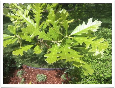 Bur Oak | Quercus macrocarpa | Tree Identification Colorado