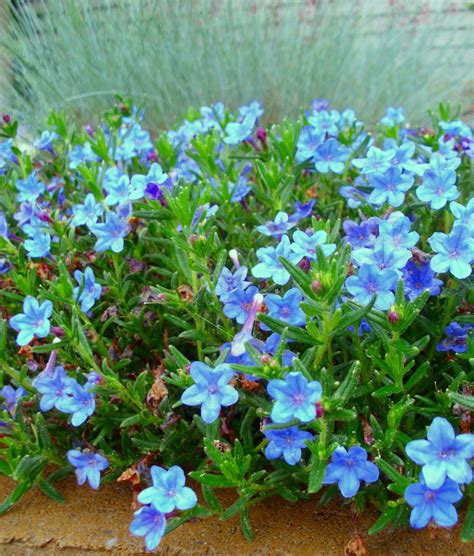 Blue Perennial Flowers? Try Lithodora! (an update) | Flowers perennials ...