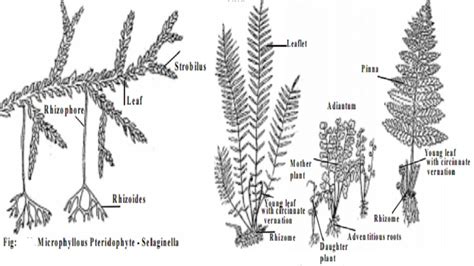 Pteridophytes : Salient features and Salient features