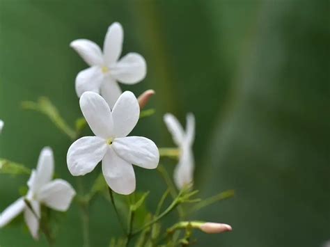 Step-by-Step Guide to Planting Jasmine Seeds