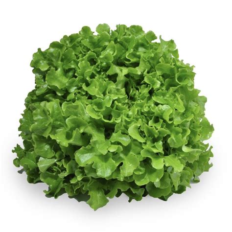 Lettuce Green Oak