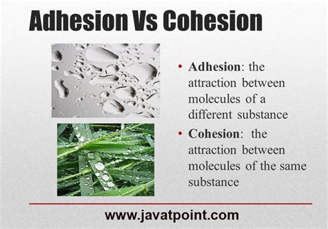 Adhesion vs Cohesion: What's the Difference? - javatpoint | Adhesive, Molecules, Chemistry