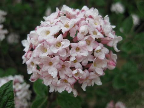 Viburnum carlesii 'Spiced Bouquet' bloom 2011 | Rotary Botanical Gardens