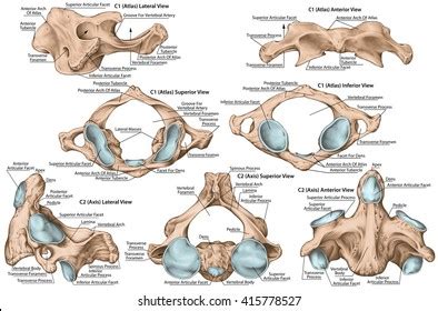 Didactic Board Cervical Spine Vertebral Morphology: ilustración de ...