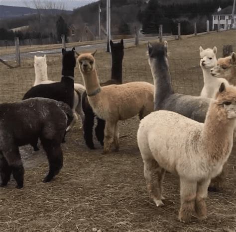 Alpaca Farm ~ What to Know About Raising Alpacas