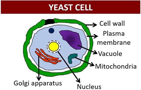 Fungal Cell Structure - Characteristics and Ultrastructure - Biology Reader