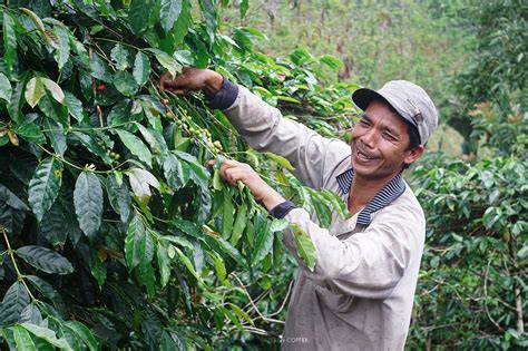 MENJELAJAHI TANAH GAYO (BAGIAN 1): MENANDANGI KEBUN KOPI DI ACEH TENGAH - Majalah Otten Coffee