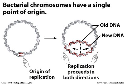 bacterial DNA Replication : Biological Science Picture Directory – Pulpbits.net